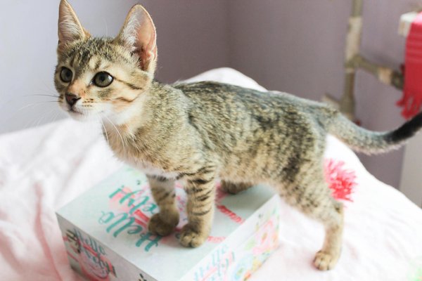 Quelles mesures prendre pour minimiser le stress d'un octodon lors d'une visite vétérinaire ?