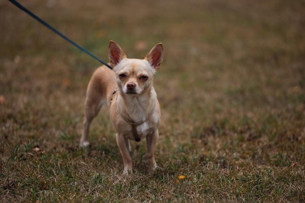 Comment introduire un régime alimentaire spécialisé pour un caméléon parsonii en captivité ?