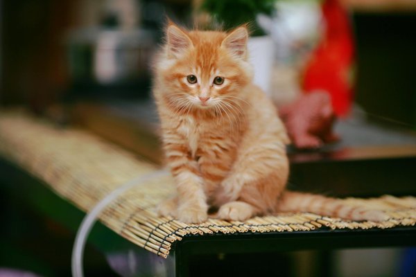 Quelles sont les implications éthiques de l'adoption d'une civette palmiste africaine comme NAC ?