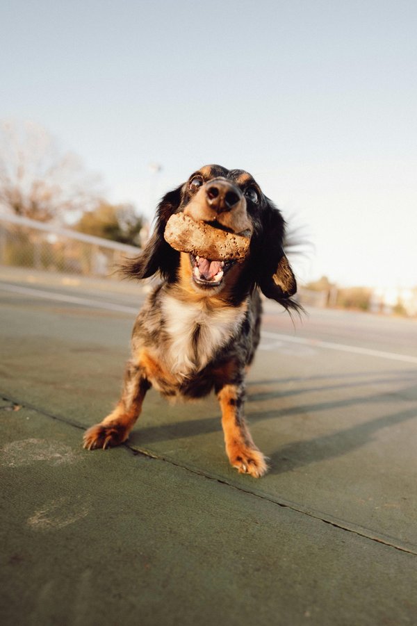 Corne de mouton à mâcher : un régal pour votre chien
